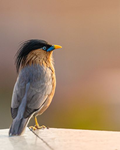 A closeup shot of a Brahminy Starling bird perched on a stone wall