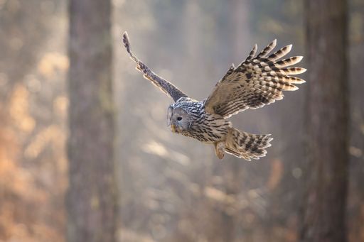 An ural owl flying in a forest