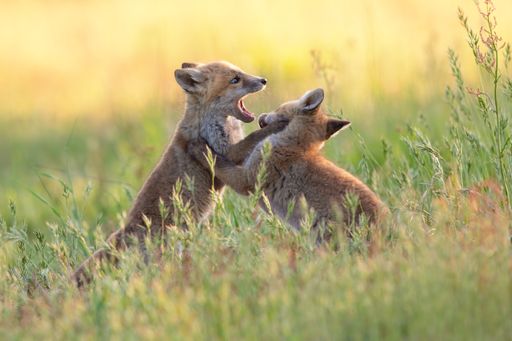 A selective focus shot of two playing young foxes in a green field - perfect for background