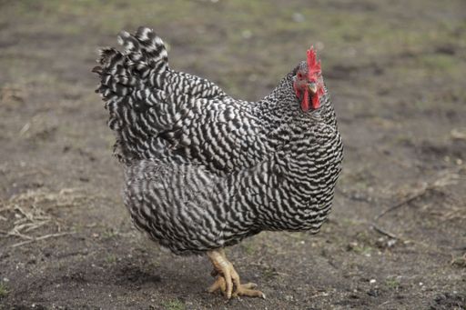 A closeup shot of a large plymouth rock chicken at a farm