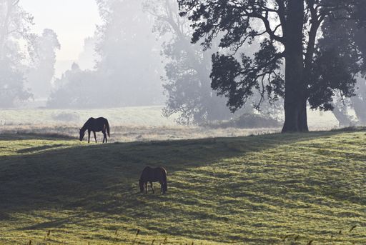 The horses grazing in a field with tall trees during the daytime on a foggy day
