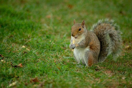 A cute Eastern gray squirrel in the forest eating nuts while sitting on  grass in daytime