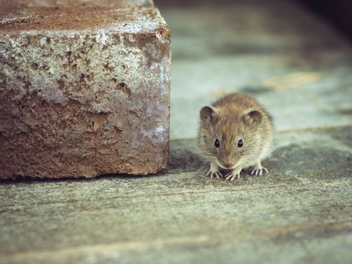 A closeup shot of a rat