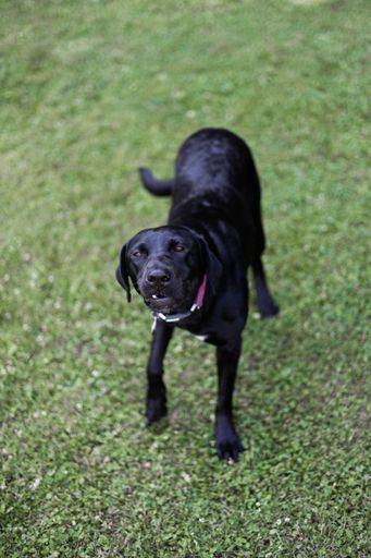 A top view shot of a black Labrador Retriever standing on the grassland and looking up