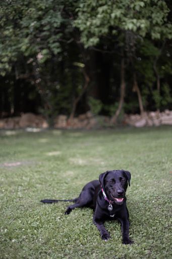A black Labrador Retriever lying on the grassland in the garden looking at someting
