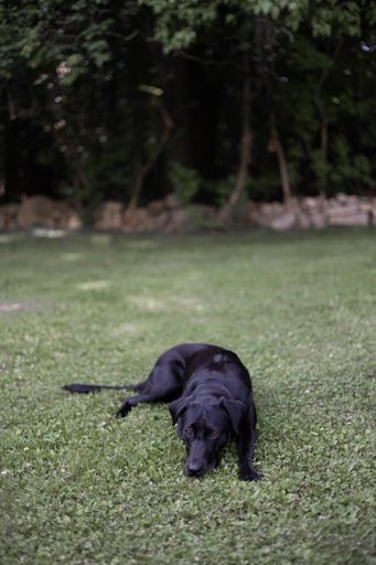 A vertical shot of a black Labrador Retriever lying and relaxing on the grassland