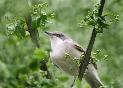 A closeup of adorable Lesser whitethroat foraging for small insects on beautiful green bush
