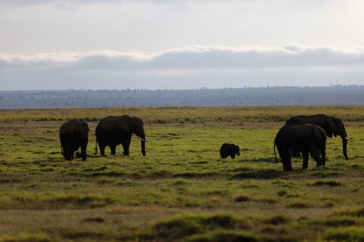 A family of elephants grazing around in the Amboseli National Park, Kenya