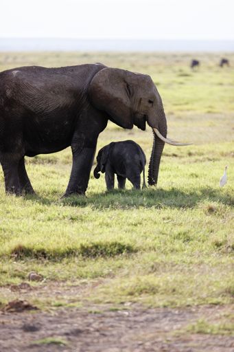A vertical shot of a baby elephant with its mother in the Amboseli National Park, Keyn