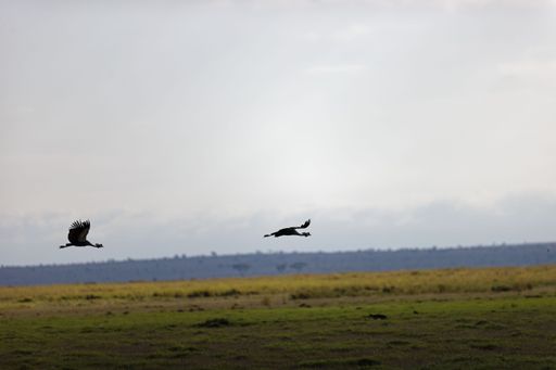 The crowned crane birds flying over a serval kat in Amboseli National Park Kenya