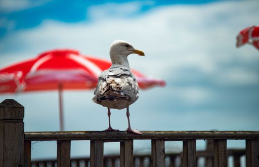 A beautiful shot of seagull standing on wooden fence with blurred background