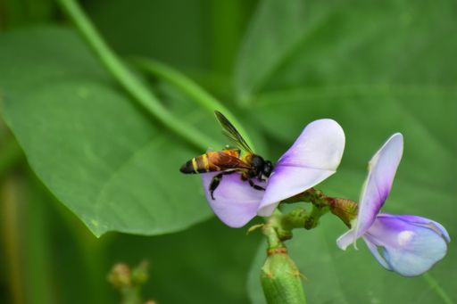 A closeup shot of a bee on a violet flower