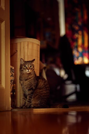 A vertical closeup shot of a cute European shorthair cat at home staring at the camera