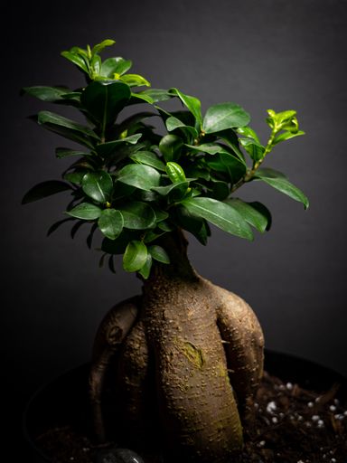 A vertical close-up view of the ficus microcarpa plant before the gray background