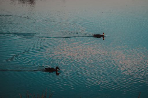 The ducks swimming in a lake captured during the daytime