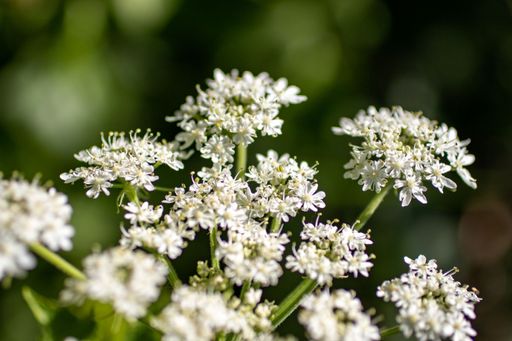 A closeup shot of blooming white poison hemlock flowers