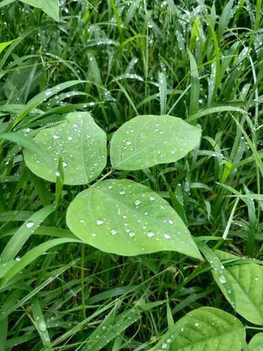 A vertical closeup shot of fresh dew on leaves on background of grass