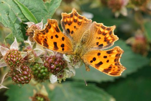 Closeup on a beautiful orange Comma butterfly, Polygonia c-album sitting with open wings on a European blackberry shrub in the forrest