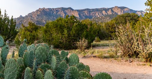 Prickly Pear Cacti in the foothills of the Sandia Mountains, Elena Gallegos Open Space, Albuquerque, New Mexico.