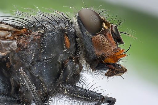 A macro shot of a fly with amazing details of a face