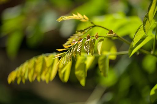 A selective of green leaves under the sunlight