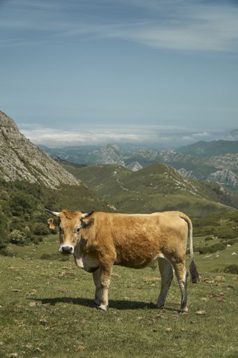 A vertical shot of a calf in a field surrounded by mountains under the sunlight