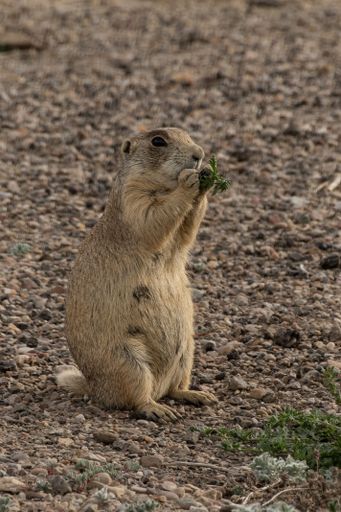 A vertical shot of a black-tailed prairie dog in the nature
