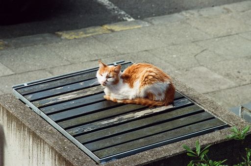 A closeup of a bicolor cat resting outside.
