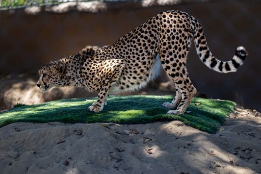 A beautiful shot of a Northwest African cheetah in motion