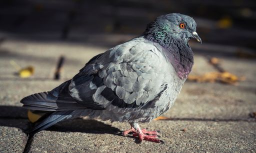 A closeup shot of a fluffy gray pigeon perched on a road