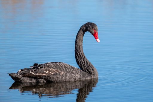 A closeup of a Black Swan swimming in a lake