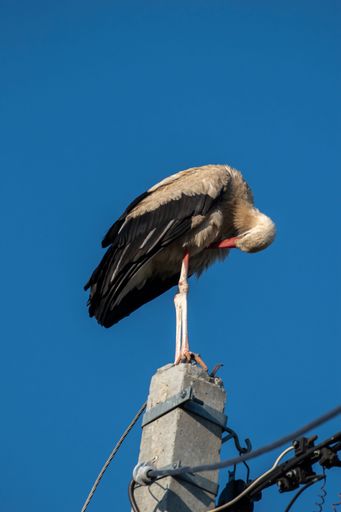 A vertical low angle shot of a White stork bird standing on a rock on a sunny day