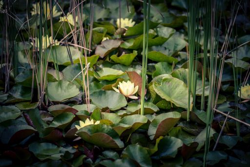 A beautiful shot of lotus flowers in a flood plain