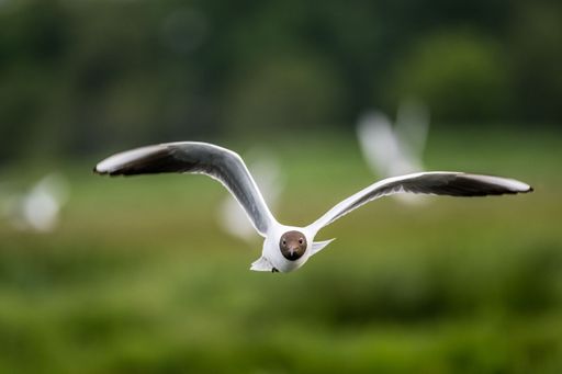 Black-Headed Gull in flight coming towards