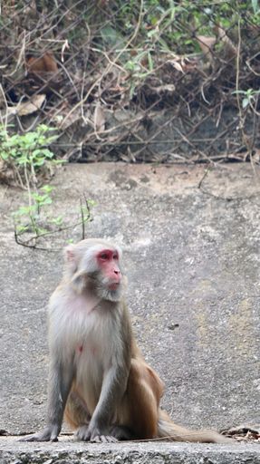 A vertical shot of a monkey sitting on the ground looking around in the wilderness