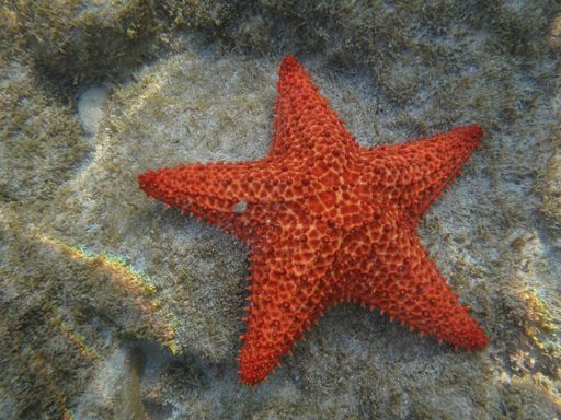 An amazing closeup shot of red starfish under the water