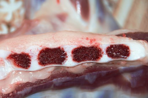 A closeup shot of a section through the sternal bone in the market