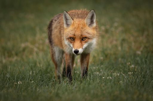 A closeup of a red fox, Vulpes vulpes in the green meadow.