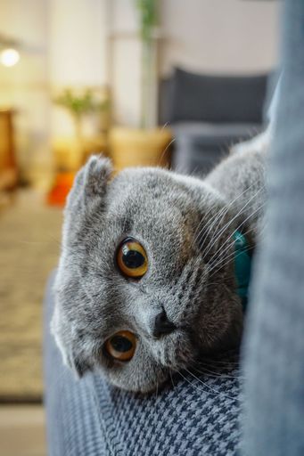 A vertical shot of cute Scottish fold cat portrait close up view looking at camera