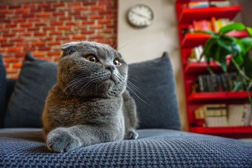 A cute Scottish fold cat portrait close up view looking at camera