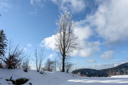Lonely tree standing in the middle of a snow field. Blue sky with some clouds.