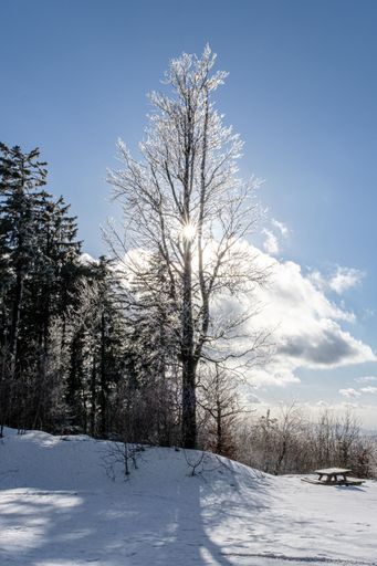 Lonely tree standing in the middle of a snow field. Blue sky with some clouds.