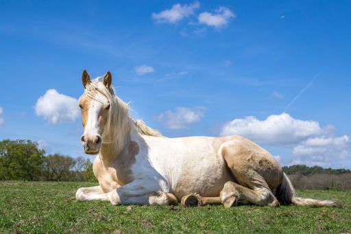 A closeup shot of a beautiful horse lying on the field