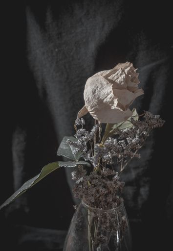 A vertical shot of a white withered rose in a flower vase on a black background