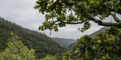 A beautiful shot of Fragas de Eume forest in Galicia, Spain