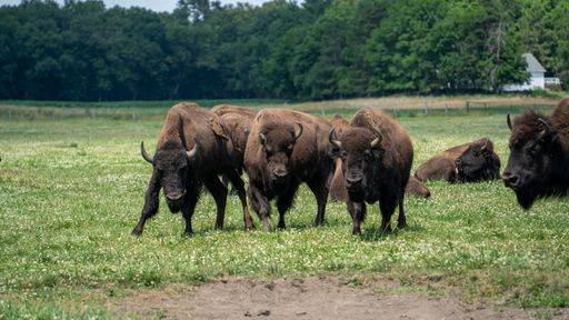 A group of European bisons grazing on a rural green field