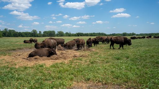 A group of European bisons grazing on a rural green field