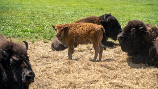 A small cow and a group of European bisons grazing on a rural green field