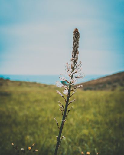 A vertical shot of a beautiful plant in a green meadow under a blue sky