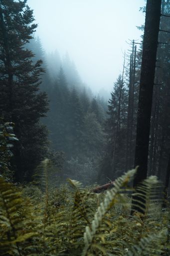 A vertical shot of a path surrounded by pine trees.